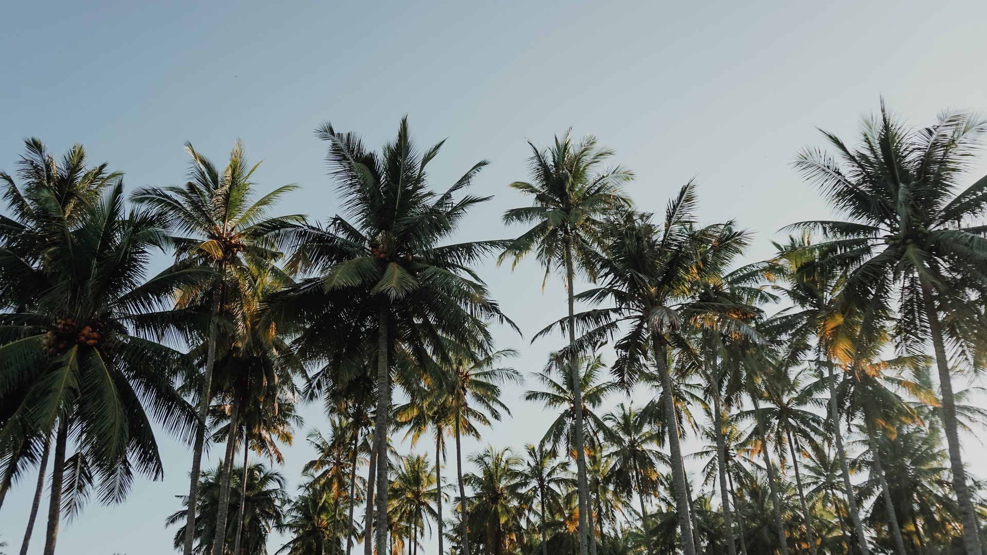 palmier sur beau ciel bleu vente